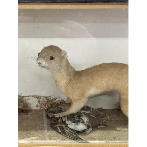 5 - A taxidermy cased ferret on prey, full mount ferret with head turned to the left in naturalistic set... 