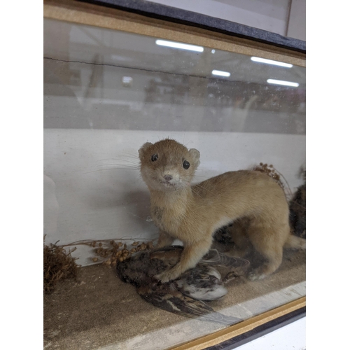 5 - A taxidermy cased ferret on prey, full mount ferret with head turned to the left in naturalistic set... 