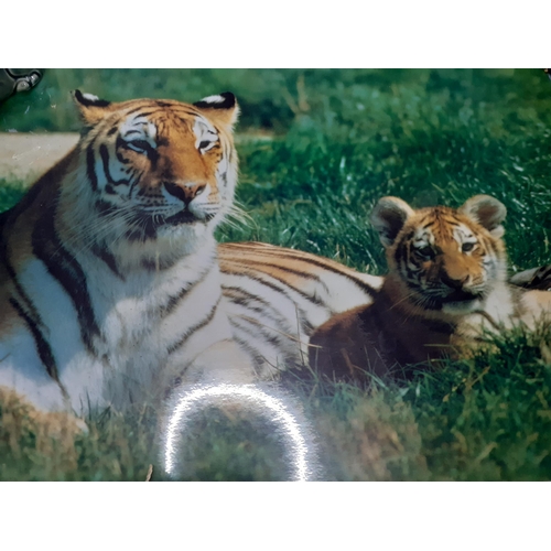 256 - A group of wildlife prints and posters to include ESSO posters of tigers and a limited edition Paul ... 