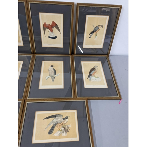 350 - A set of ten studies of Hawkes, framed and glazed
Location:RAM