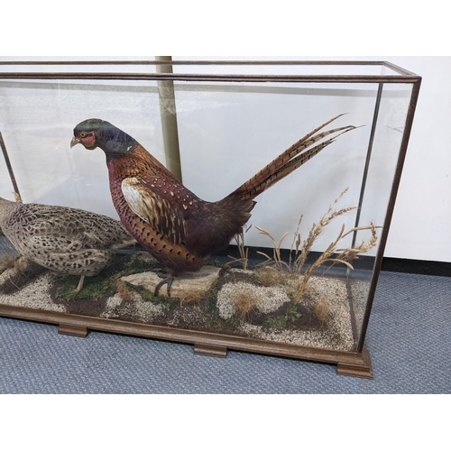 352 - Taxidermy - a cock and hen pheasant in a naturalistic setting with a log, mound gravel and plants, i... 