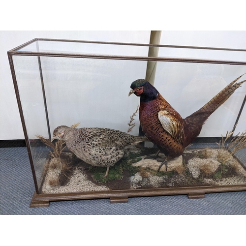 352 - Taxidermy - a cock and hen pheasant in a naturalistic setting with a log, mound gravel and plants, i... 