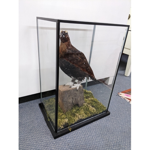 353 - Taxidermy - a grouse perched on a post in a fully glazed case, 46cm x 33cm
Location:BWR