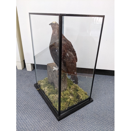 353 - Taxidermy - a grouse perched on a post in a fully glazed case, 46cm x 33cm
Location:BWR