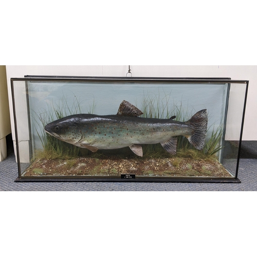 354 - Taxidermy - a rainbow trout in a naturalistic setting and glazed case, label for 1970, 27cm x 60cm
L... 