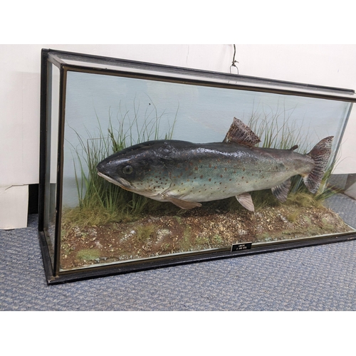 354 - Taxidermy - a rainbow trout in a naturalistic setting and glazed case, label for 1970, 27cm x 60cm
L... 