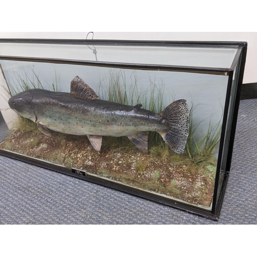 354 - Taxidermy - a rainbow trout in a naturalistic setting and glazed case, label for 1970, 27cm x 60cm
L... 