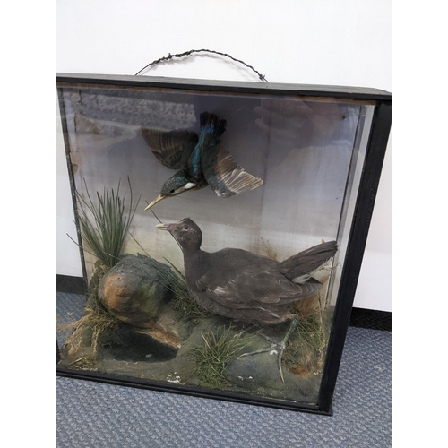 355 - Taxidermy - a Kingfisher and a Moorhen in a naturalistic setting and glazed case, 42cm x 43cmn
Locat... 