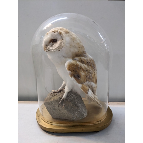 119 - A taxidermy barn owl under a glass doe and a painted oval base, 38cm h
Location:11.1