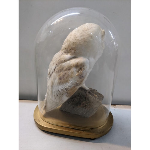 119 - A taxidermy barn owl under a glass doe and a painted oval base, 38cm h
Location:11.1