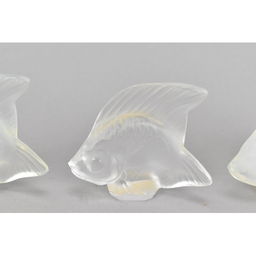 17 - Three Lalique glass tropical fish models, comprising two opalescent ones and a clear/frosted one, ea... 