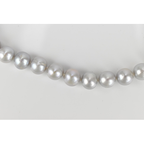 302 - An 18ct white gold and single strand cultured Tahitian pearl necklace, of light grey colour, approxi... 