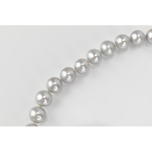 302 - An 18ct white gold and single strand cultured Tahitian pearl necklace, of light grey colour, approxi... 