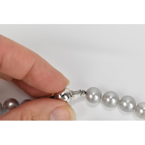 302 - An 18ct white gold and single strand cultured Tahitian pearl necklace, of light grey colour, approxi... 