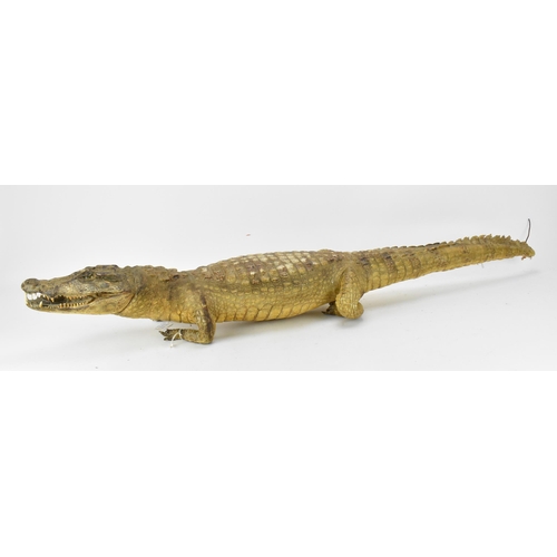 230 - Taxidermy: A Nile Crocodile (Crocodylus niloticus), early 20th century, a full mount juvenile Nile C... 