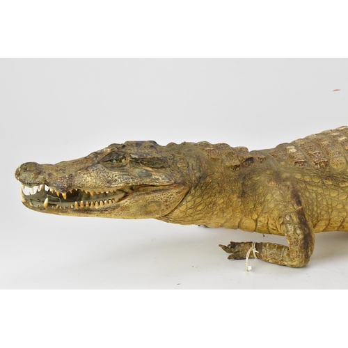 230 - Taxidermy: A Nile Crocodile (Crocodylus niloticus), early 20th century, a full mount juvenile Nile C... 