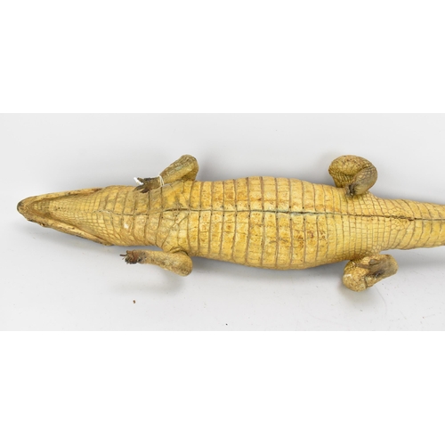 230 - Taxidermy: A Nile Crocodile (Crocodylus niloticus), early 20th century, a full mount juvenile Nile C... 