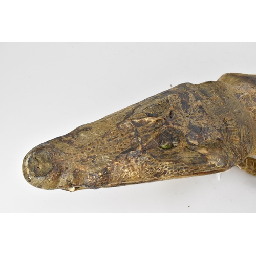 230 - Taxidermy: A Nile Crocodile (Crocodylus niloticus), early 20th century, a full mount juvenile Nile C... 