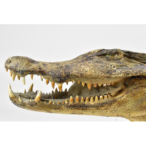 230 - Taxidermy: A Nile Crocodile (Crocodylus niloticus), early 20th century, a full mount juvenile Nile C... 