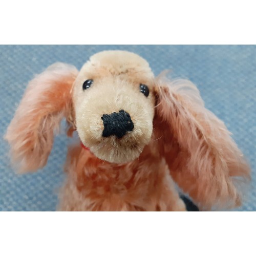 36 - Steiff-A 1960's Waldi dachshund with red collar having no label to the ear.
Location: R1.3
