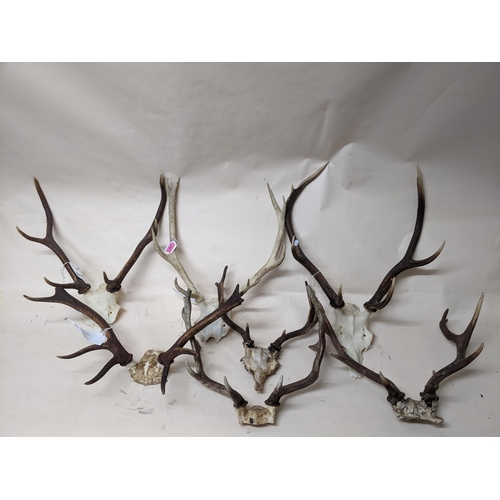 252 - A group of seven Scottish deer antlers and partial skulls Location:G