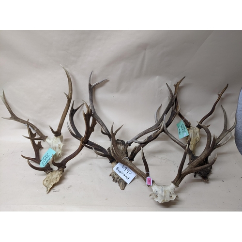 256 - A group of seven Scottish and Sussex deer antlers and skulls Location:G