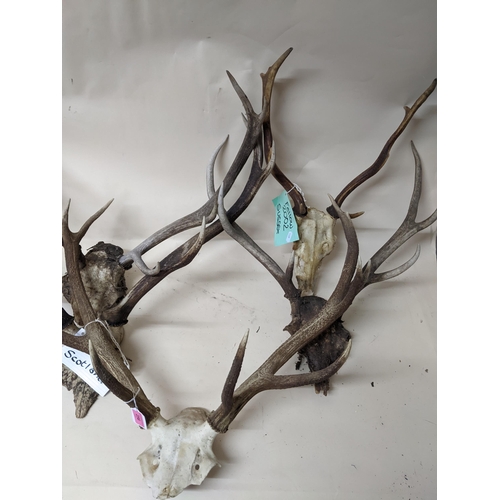 256 - A group of seven Scottish and Sussex deer antlers and skulls Location:G