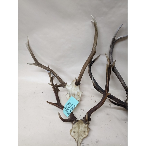 256 - A group of seven Scottish and Sussex deer antlers and skulls Location:G