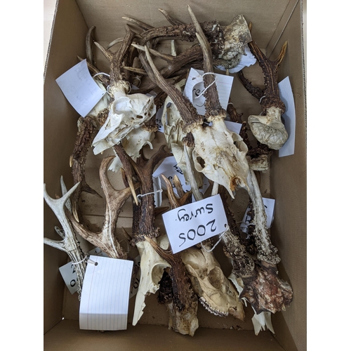 257 - A collection of approx. 18 Roe deer antlers and skulls, shot between the 1990s and 2000s in Sussex a... 