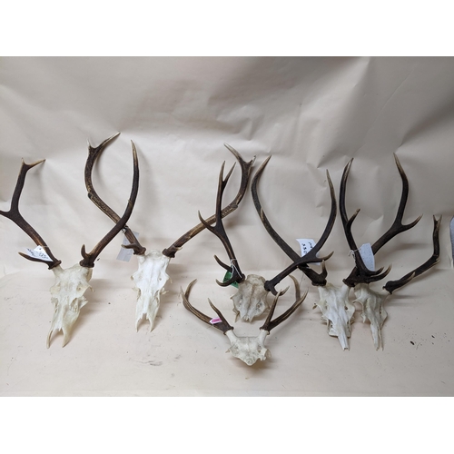 259 - A group of six Scottish deer antlers and skulls, two eight pointers and one six pointer Location:BWR