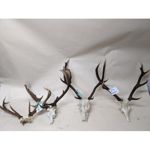 260 - A group of three Scottish deer antlers and skulls to include a nine pointer, and a Fallow deer antle... 