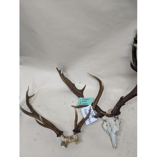 260 - A group of three Scottish deer antlers and skulls to include a nine pointer, and a Fallow deer antle... 