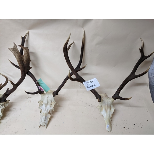 260 - A group of three Scottish deer antlers and skulls to include a nine pointer, and a Fallow deer antle... 