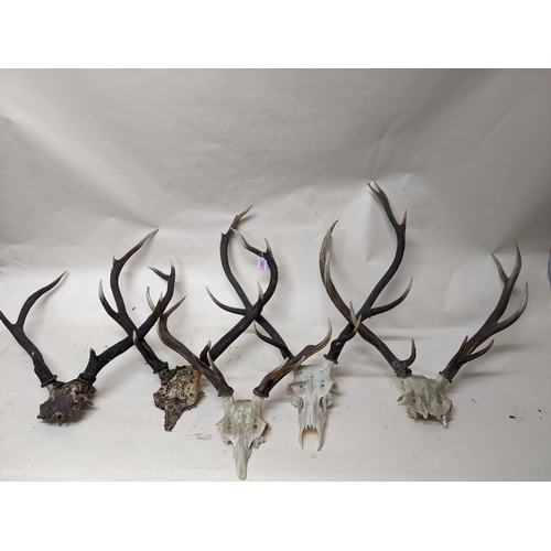 326 - A group of five Scottish deer antlers and skulls to include a 10-pointer Location:G