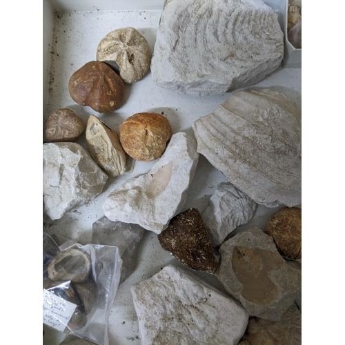 331 - A collection of fossils, sea shells, stones and medieval and later pottery shards, to include trilob... 