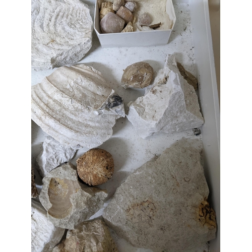 331 - A collection of fossils, sea shells, stones and medieval and later pottery shards, to include trilob... 