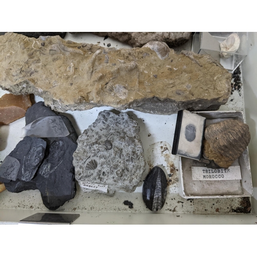 331 - A collection of fossils, sea shells, stones and medieval and later pottery shards, to include trilob... 