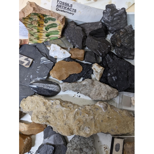 331 - A collection of fossils, sea shells, stones and medieval and later pottery shards, to include trilob... 