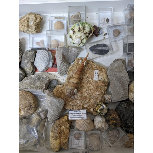 331 - A collection of fossils, sea shells, stones and medieval and later pottery shards, to include trilob... 