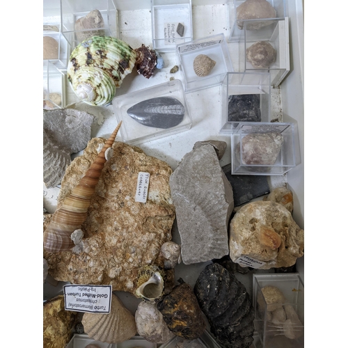 331 - A collection of fossils, sea shells, stones and medieval and later pottery shards, to include trilob... 