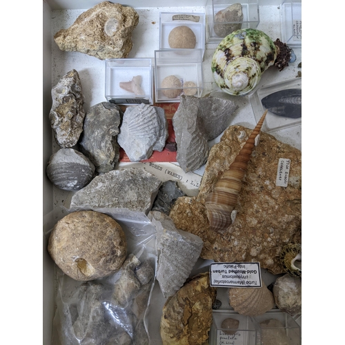 331 - A collection of fossils, sea shells, stones and medieval and later pottery shards, to include trilob... 