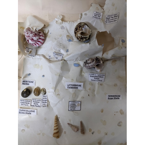 331 - A collection of fossils, sea shells, stones and medieval and later pottery shards, to include trilob... 