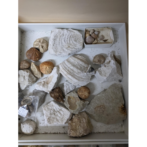 331 - A collection of fossils, sea shells, stones and medieval and later pottery shards, to include trilob... 