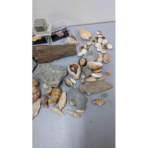 344 - A mixed lot to include an amethyst crystal, ammonite, sea shells and other items
Location:LAB