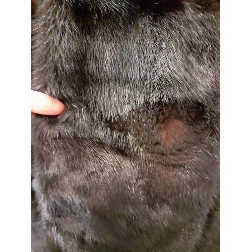 164 - A 1960's black mink knee-length coat having 6 fur covered buttons and a black silk lining with pleat... 