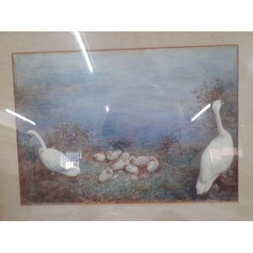 409 - W. J.W. McLernan-Swans and their cygnets, a watercolour, mounted in a cream frame, signed lower righ... 