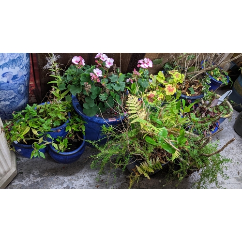 405 - A quantity of modern Oriental blue glazed garden pots of various sizes, each with various plants pot... 