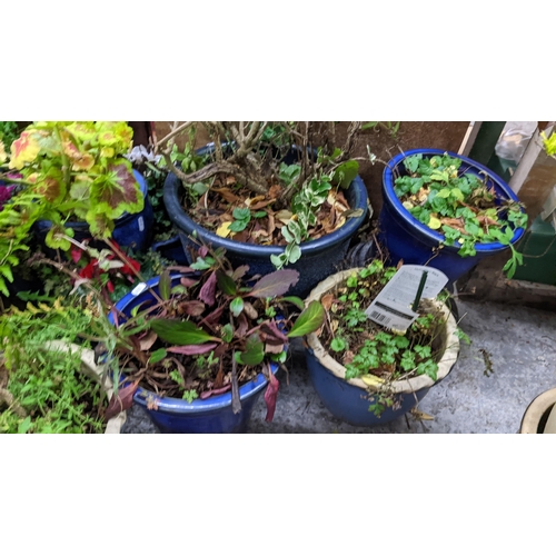 405 - A quantity of modern Oriental blue glazed garden pots of various sizes, each with various plants pot... 