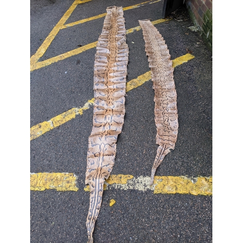 538 - Two taxidermist python snake skins, the largest approximately 360cms long, the other 272cms long
Loc... 