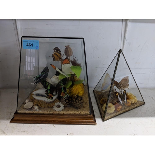 461 - Taxidermy - five butterflies resting on shells, flowers and foliage displayed in a clear Perspex dis... 